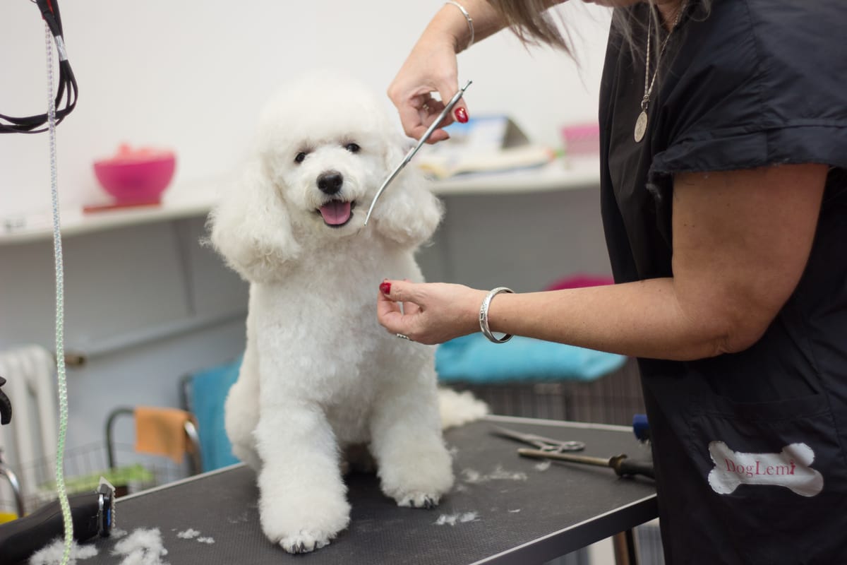 dog groomer