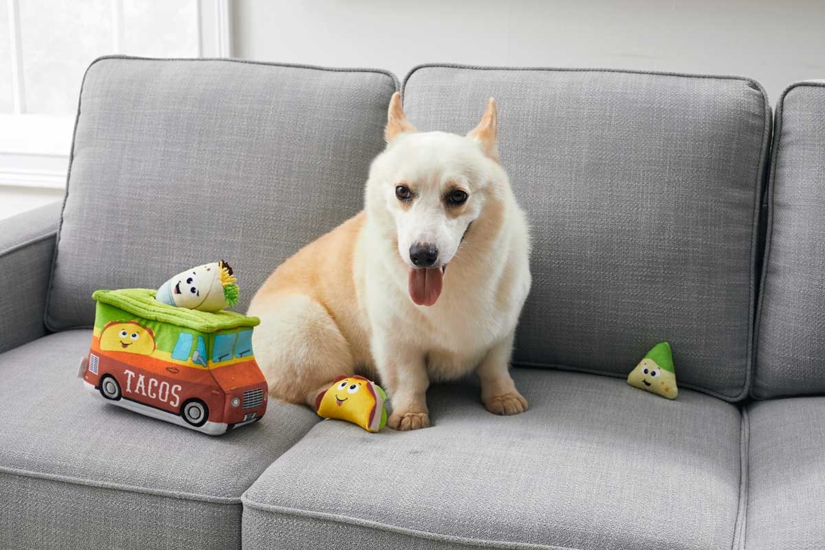 hide and seek dog toys