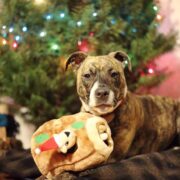 black friday pet deals