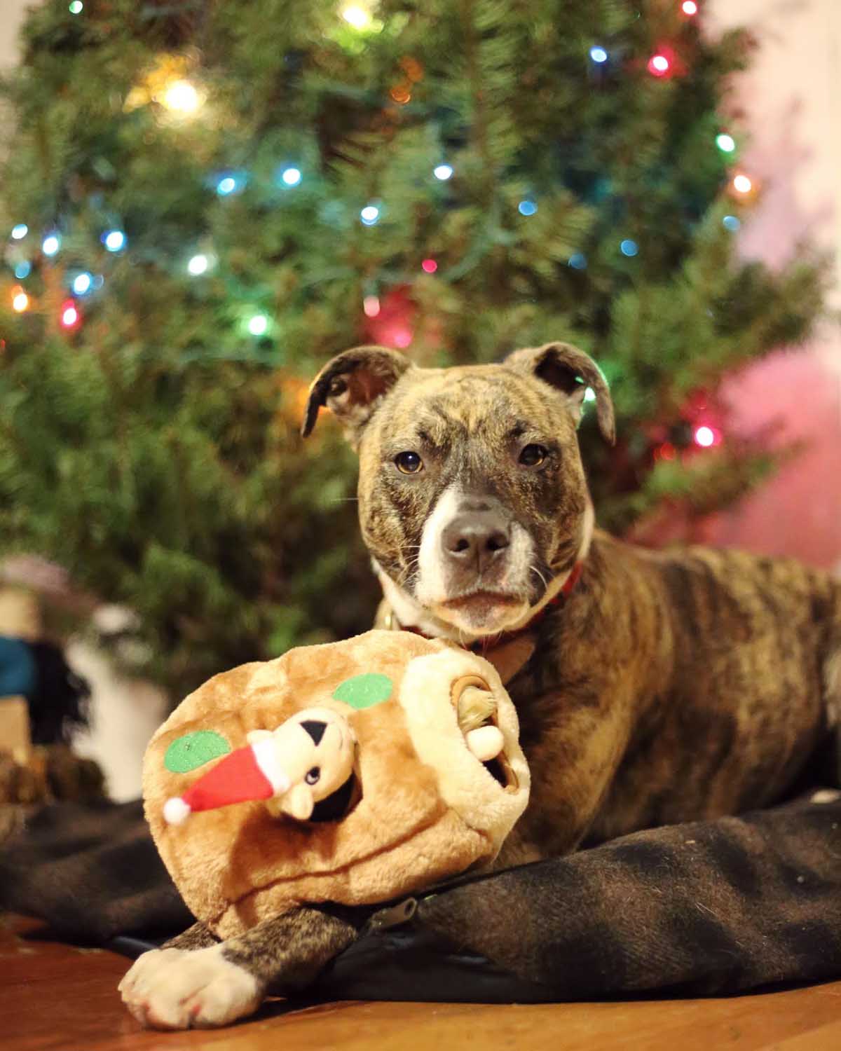 Black Friday Deals on Dog Toys, Cat Toys, & Pet Beds
