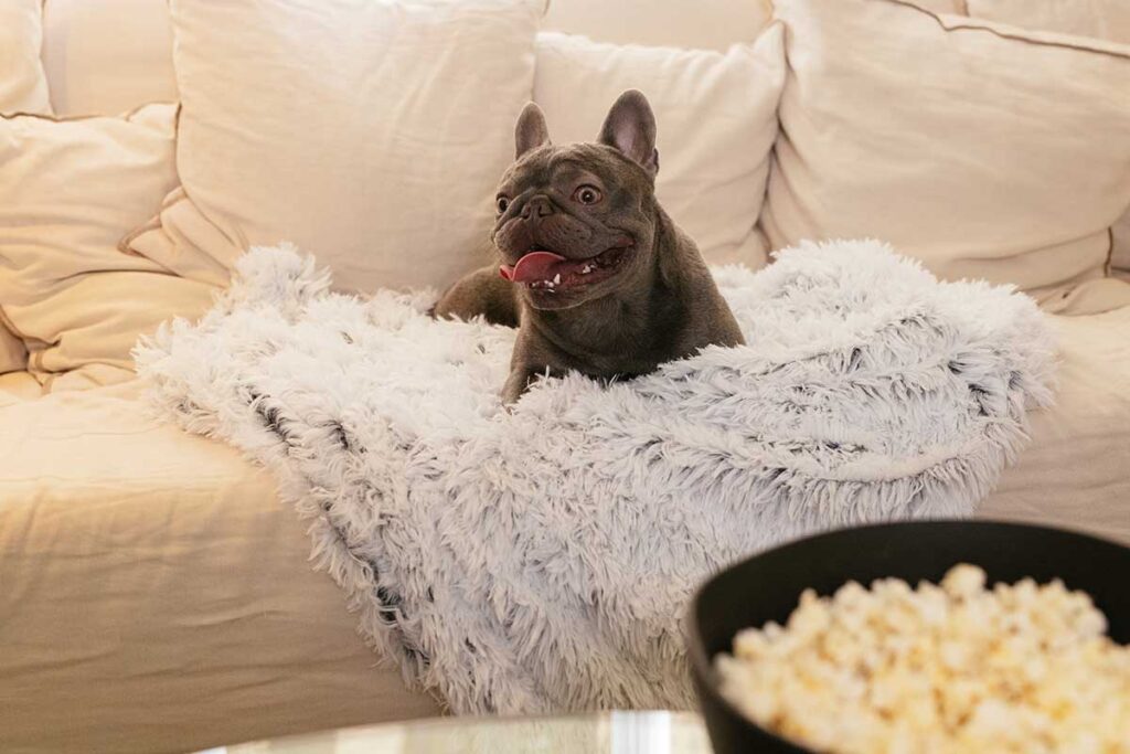 dog winter blanket