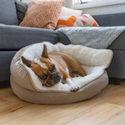 dog on a cozy dog bed. do dogs cry