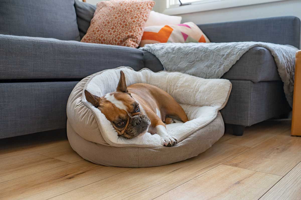 Do Dogs Cry? Canine Emotions vs. Physical Eye Problems
