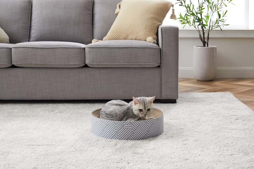 cat on scratcher