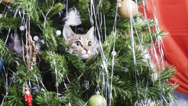 how to keep your cat out of the christmas tree
