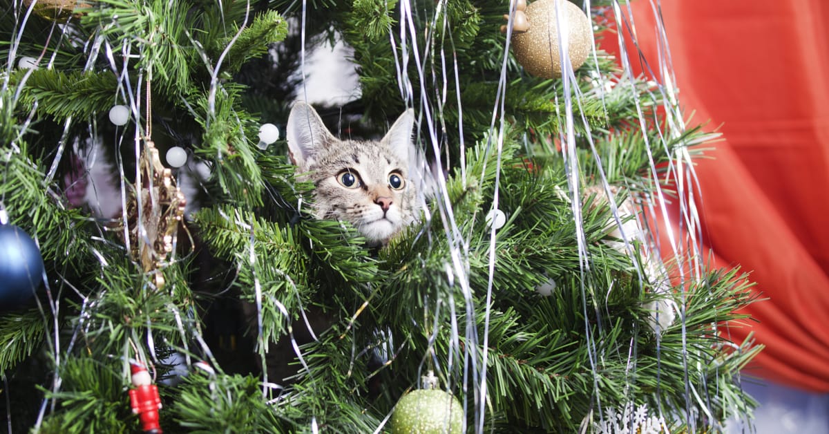 How to Keep Your Cat Out of the Christmas Tree