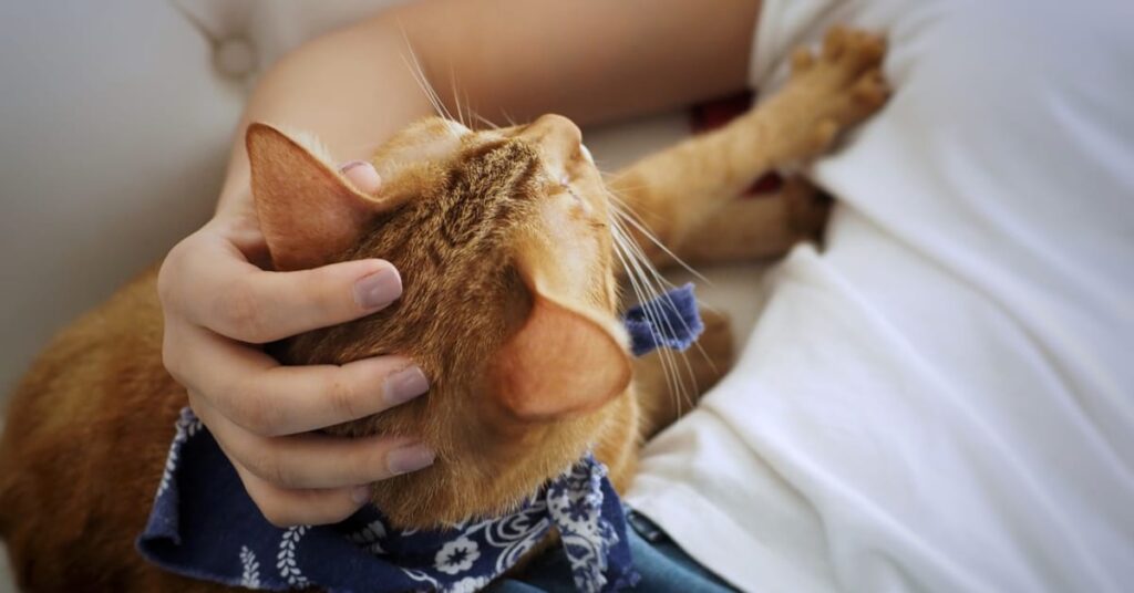 why do cats make biscuits