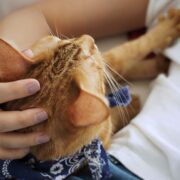 why do cats make biscuits