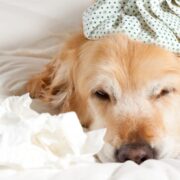 can dogs catch a cold