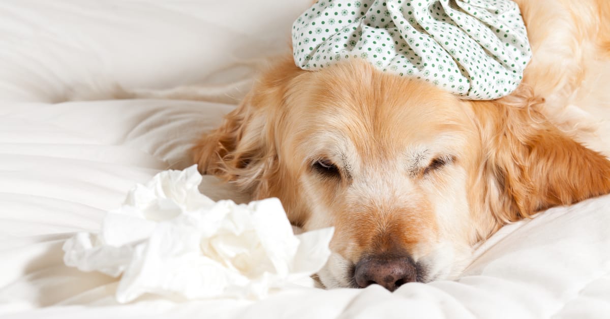Can Dogs Catch a Cold?