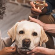 dog with family members petting him at a gathering