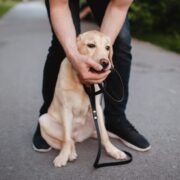 what to do if your dog is choking