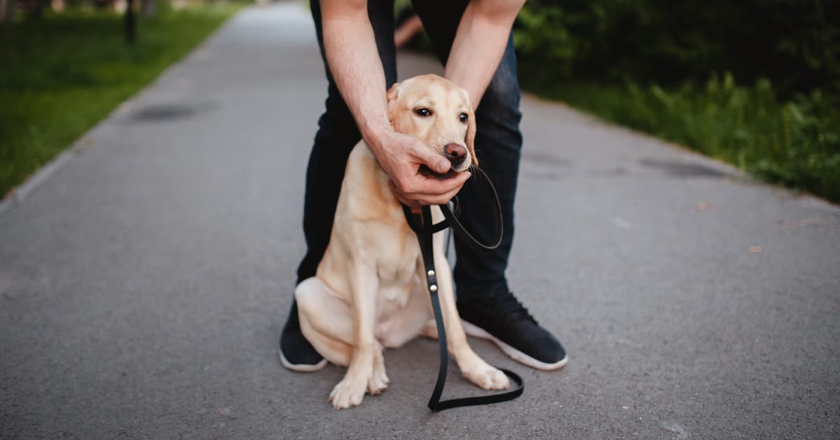 What to Do If Your Dog Is Choking