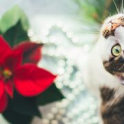 are poinsettias poisonous to cats