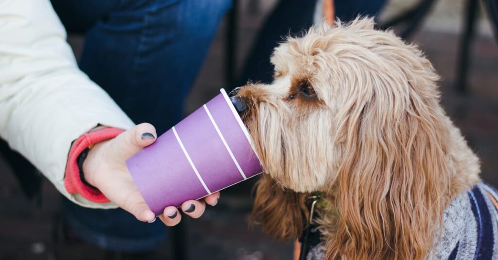 is whipped cream bad for dogs