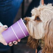 is whipped cream bad for dogs