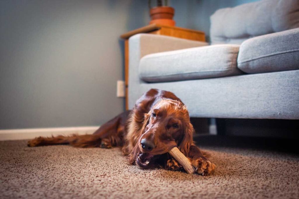 best toys for hunting dogs