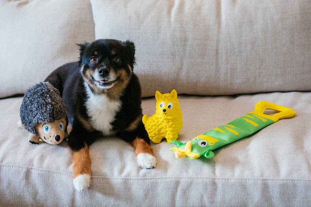 dog on couch with toys