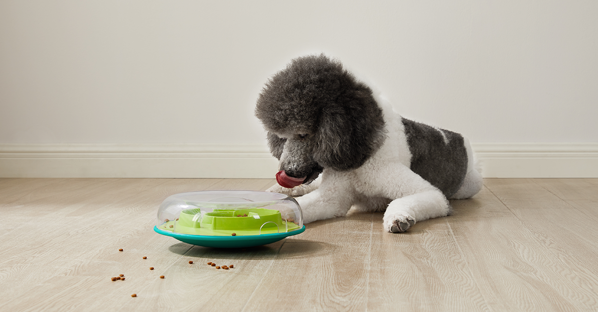 Our Dog Game Difficulty Levels Explained