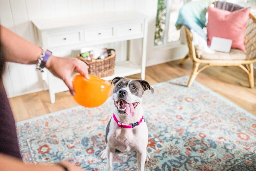 best dog toys for pit bulls