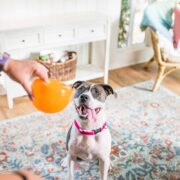 best dog toys for pit bulls