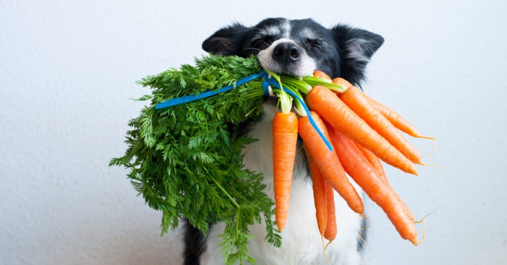 can dogs be vegan