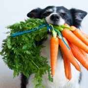 can dogs be vegan