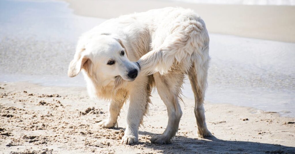 why do dogs chase their tails