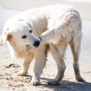 why do dogs chase their tails