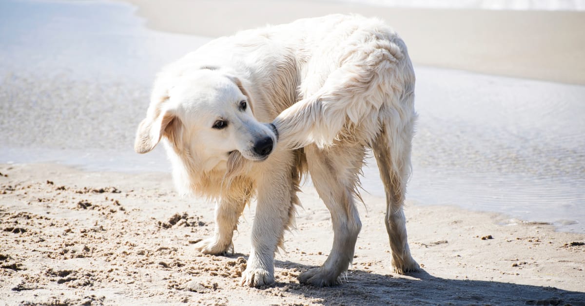 Why Do Dogs Chase Their Tails?