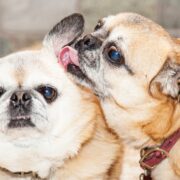 why do dogs lick each others ears