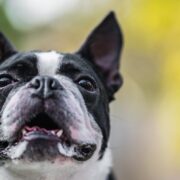 why do dogs foam at the mouth