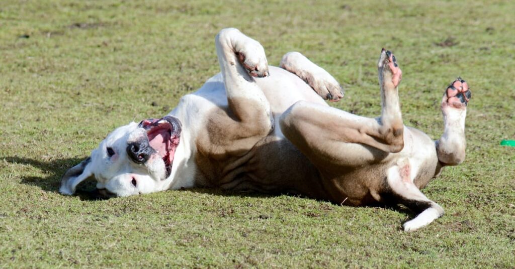why do dogs roll in dead animals and poop