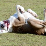 why do dogs roll in dead animals and poop