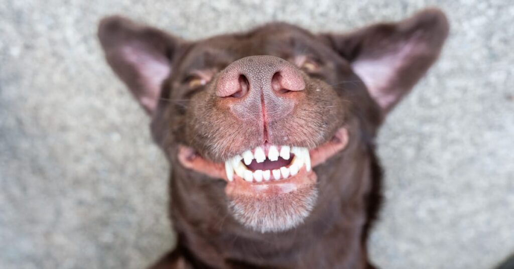 my dog ate poop how can i clean his mouth