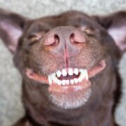 my dog ate poop how can i clean his mouth