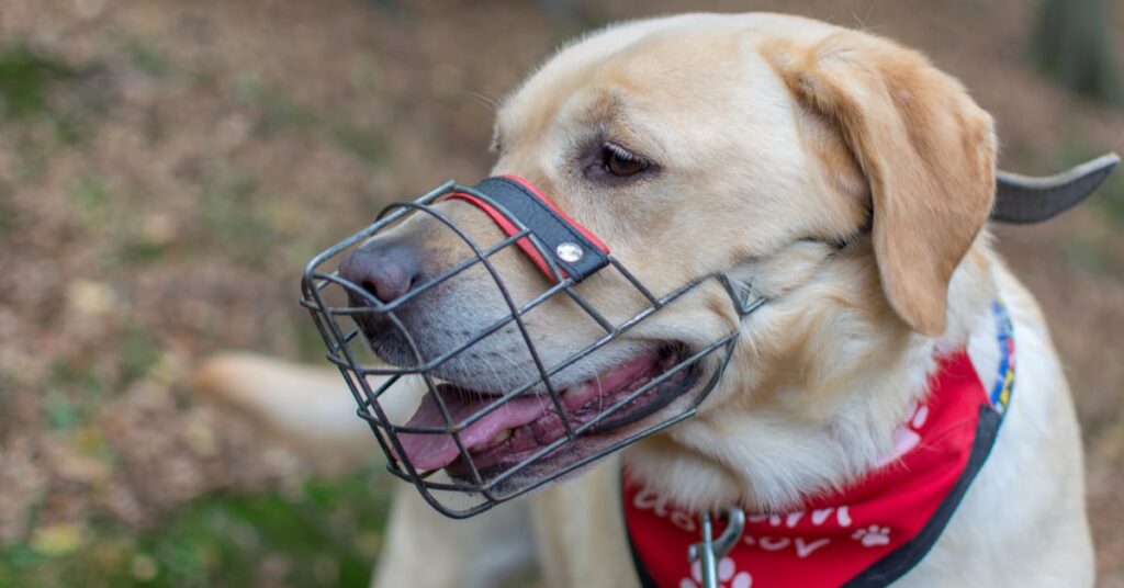 are muzzles bad for dogs