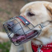 are muzzles bad for dogs