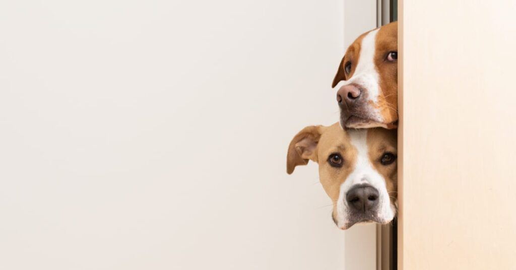 why do dogs follow you to the bathroom