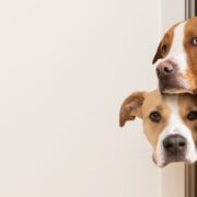 why do dogs follow you to the bathroom