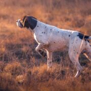 best toys for hunting dogs