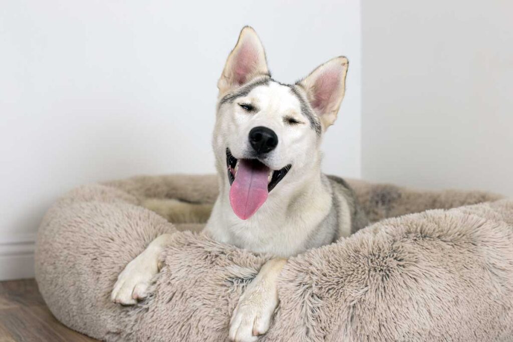 smiling husky