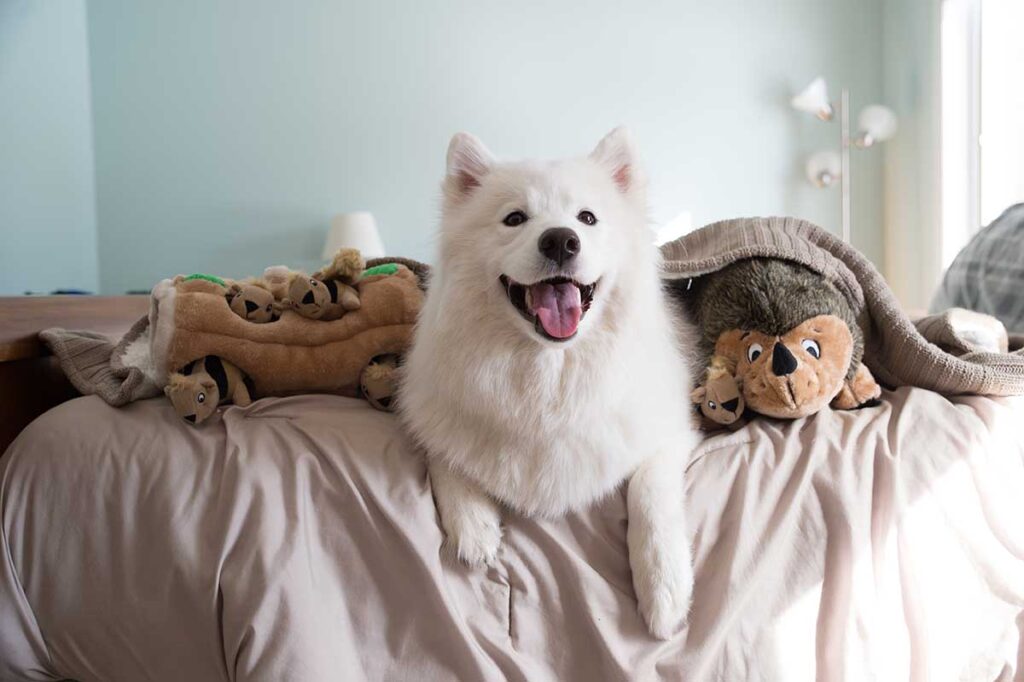 fluffiest dogs in the world samoyed