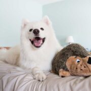 fluffiest dogs in the world