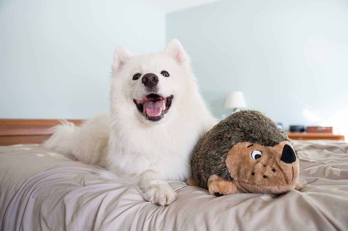 The Fluffiest Dogs in the World: Furry Floofers & Land Clouds Galore