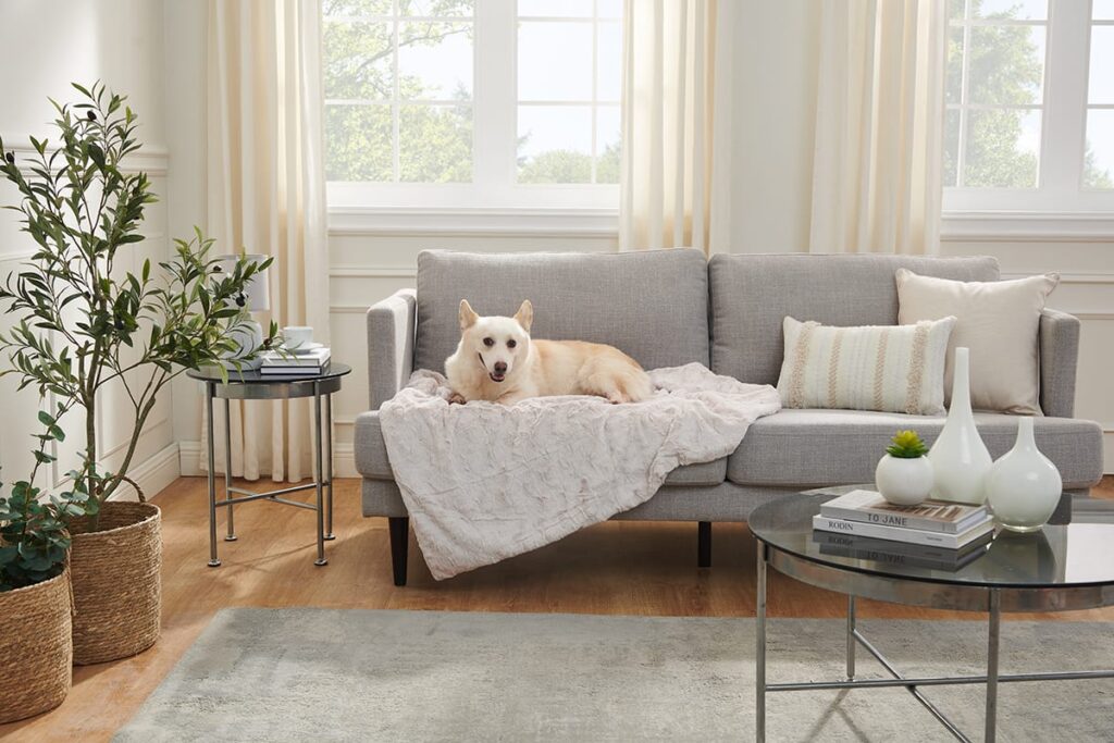 dog on couch throw