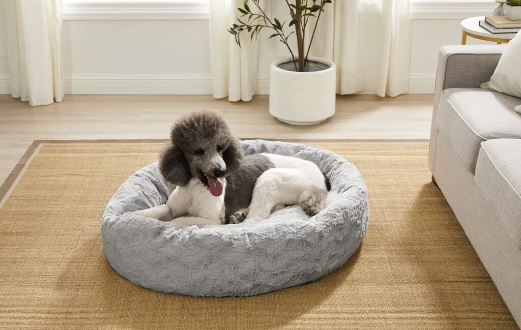 poodle in bed