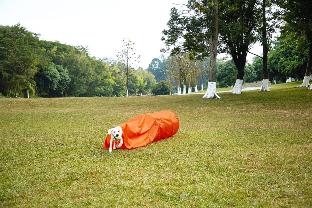 dog playing in agility tunnel
