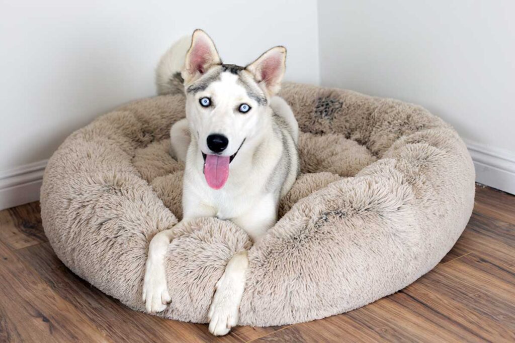 best toys for huskies