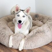 best toys for huskies